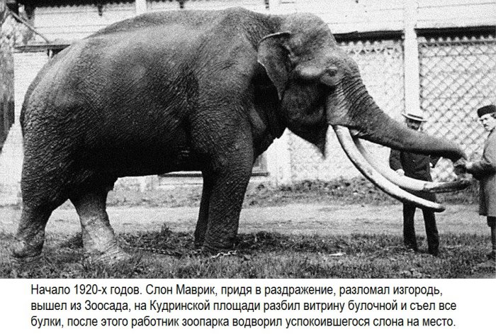 Побеги животных из Московского зоопарка