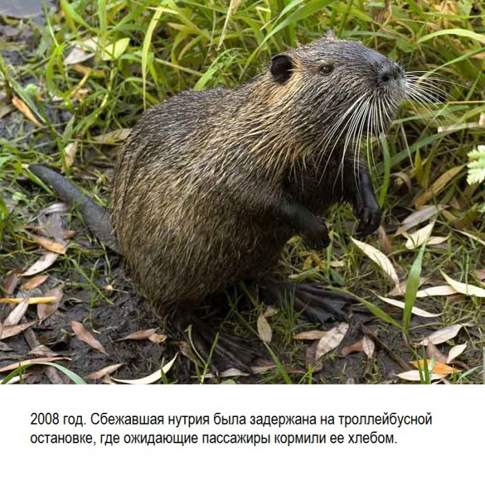 животное сбежало из московского зоопарка