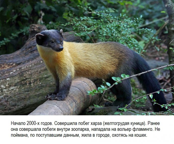 животное сбежало из московского зоопарка