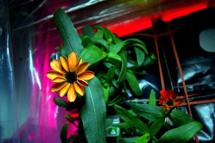На борту МКС впервые распустился цветок астры-циннии 