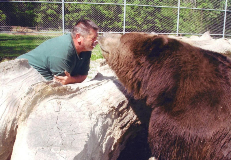Дружба человека и 700-килограммового медведя 