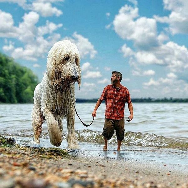 собака великан фотошоп