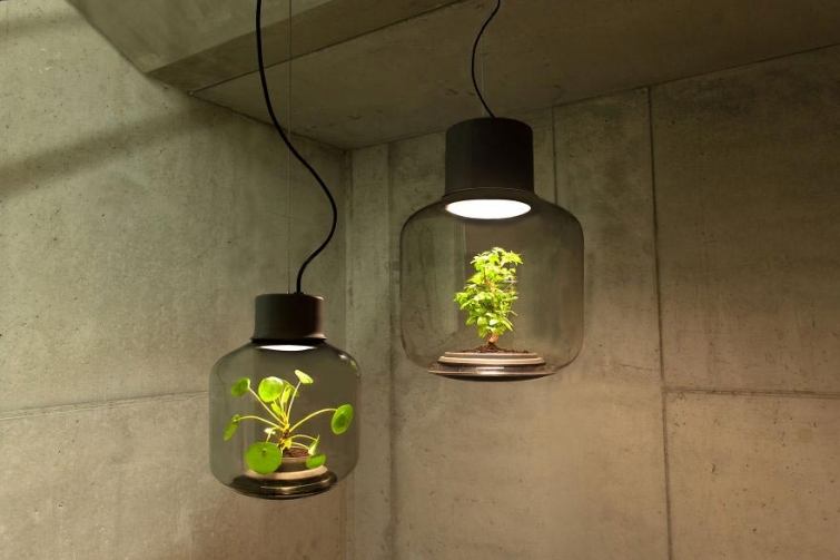 Красивые лампы с растениями, растущими без участия человека 