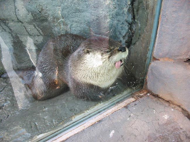 животное лижет окно