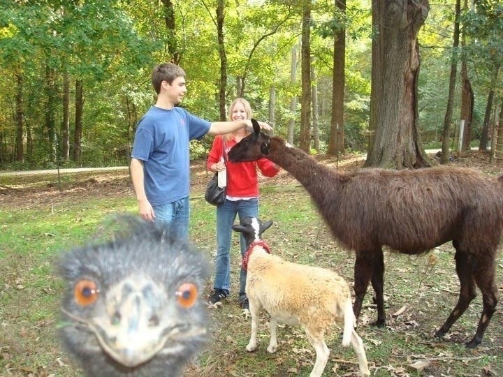 забавное фото с животным