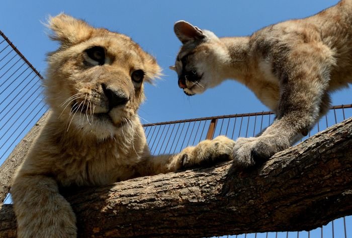 В зоопарке Приморья львенок подружился с котенком пумы 