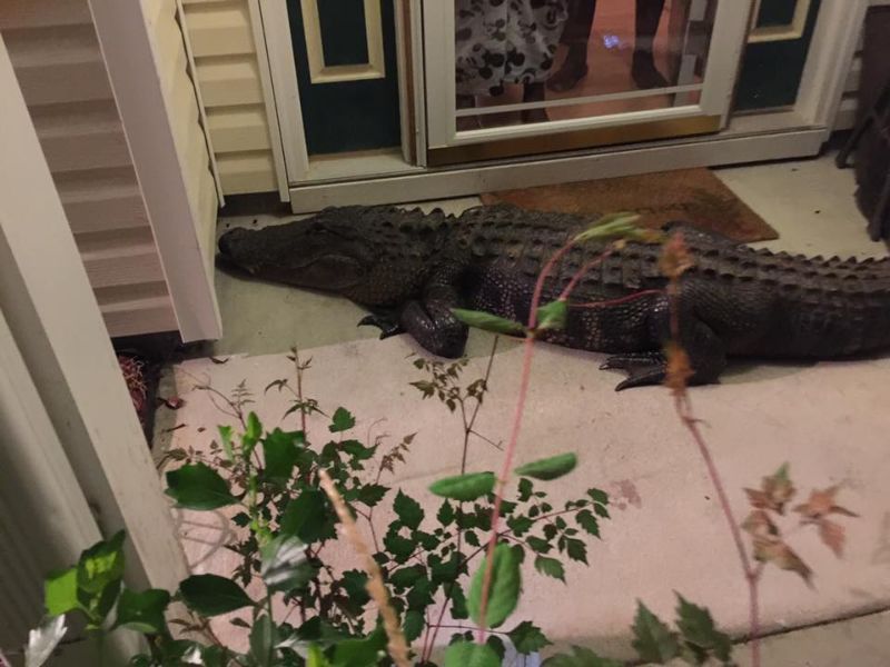 Аллигатор посреди ночи постучал в дверь дома 