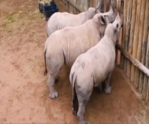 Маленькие носороги просят молока (5.021 MB)