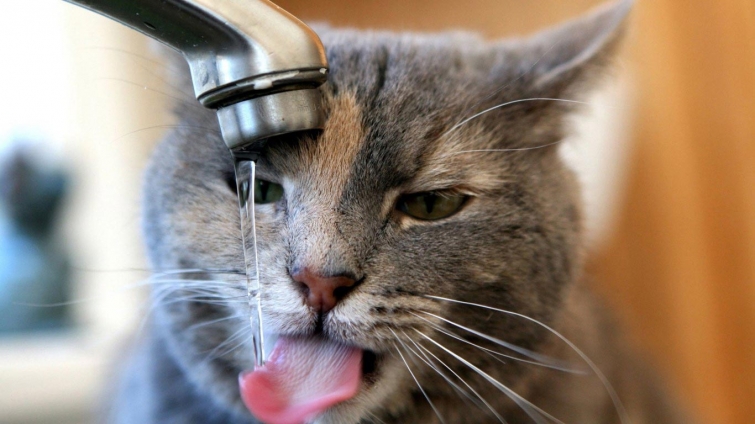 12 признаков того, что пора выпить стакан воды