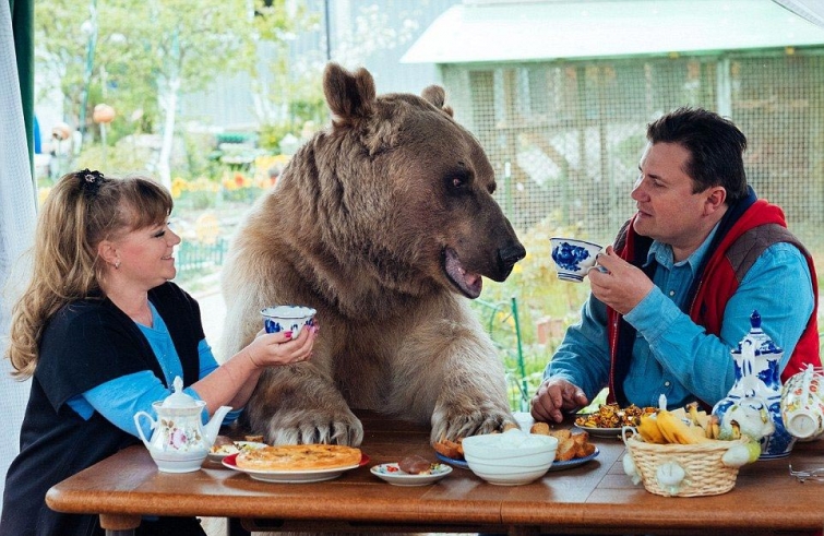 Огромный 135-килограммовый медведь живёт в русской семье в качестве домашнего животного 