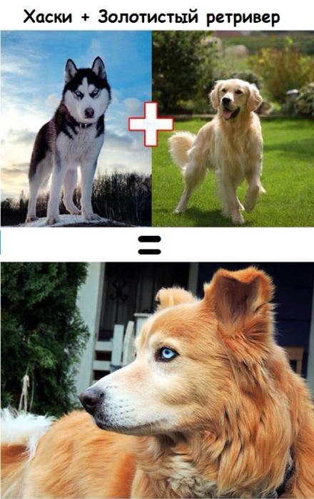Вот как выглядит результат любви собак разных пород