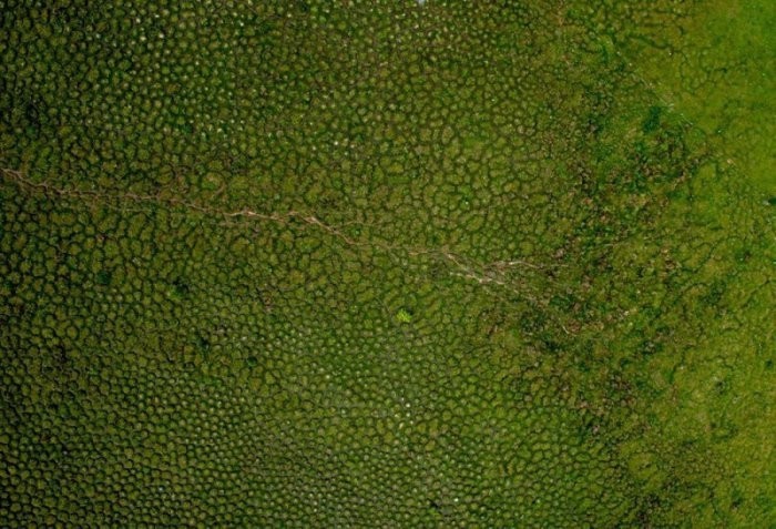 Сотни загадочных холмов в болотах Южной Америки