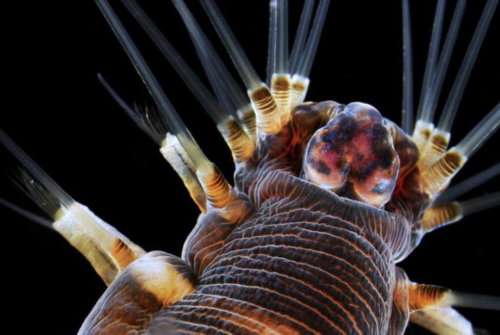 35 фантастических фотографий предметов и существ под микроскопом 