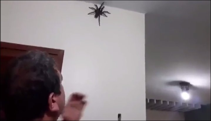 Не испугался и поймал огромного паука (6.013 MB)