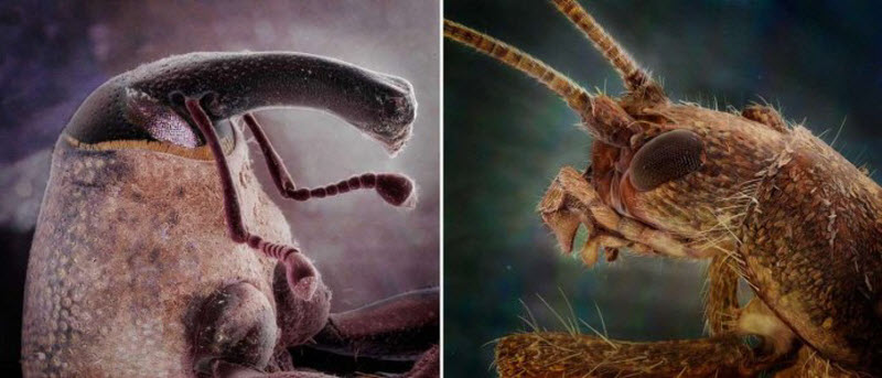 Познакомьтесь с соседями: Невероятные инопланетные «лица» насекомых, живущих рядом с нами 