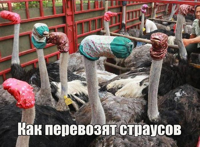 Прикольные картинки (113 фото) 12.08.2016 Прикольные картинки (113 фото) 12.08.2016