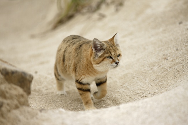 Неуловимый барханный кот появился на публике впервые за 10 лет 
