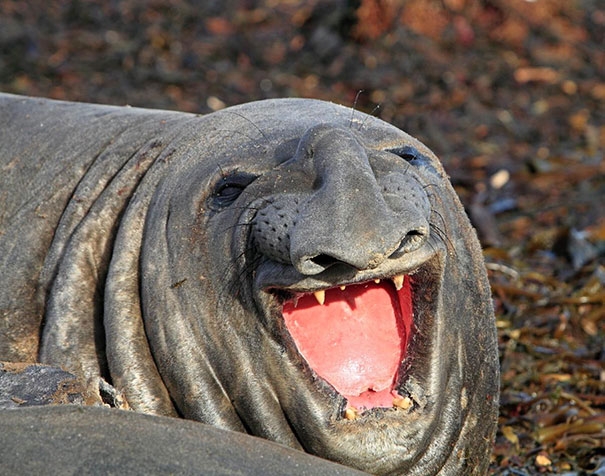 25 улыбающихся животных, глядя на которых вы сами расплывётесь в улыбке