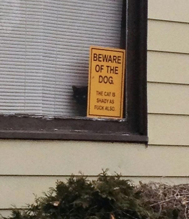 'Свирепые' псы, прячущиеся за табличками 'Осторожно, злая собака!'