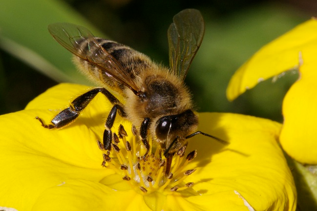 Научные факты о пчелах