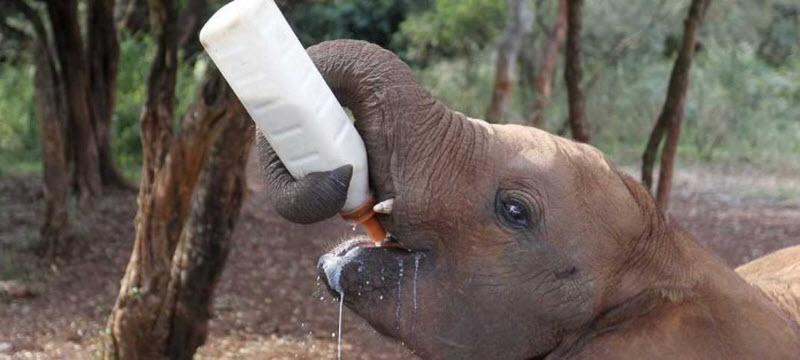 Слоненкам-сиротам в Африке помогает фонд дикой природы Дэвида Шелдрика 