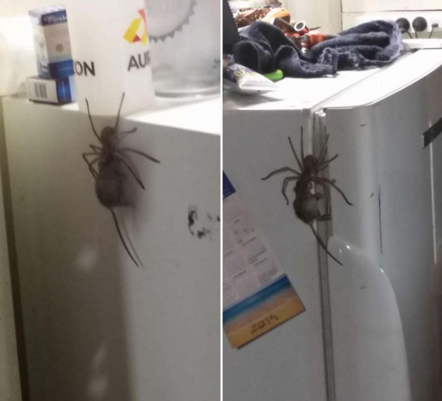 Этот паук, поедающий мышей, заставит вас навсегда забыть о поездке в Австралию 
