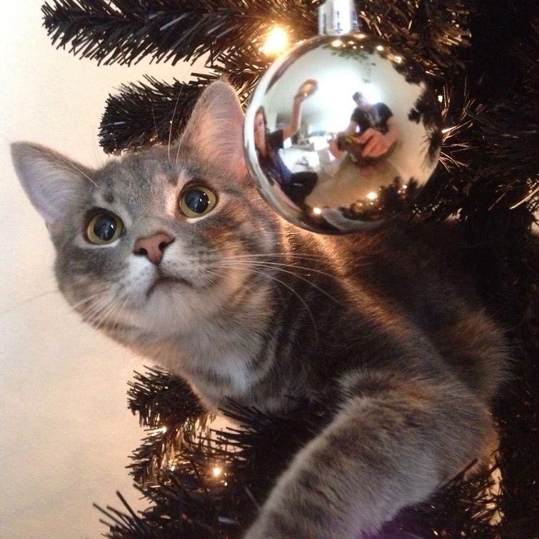 Коты против Рождества или почему новогодние праздники являются любимым временем кошачьих 