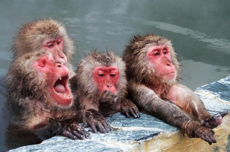 Сезон купания японских макак в горячих источниках открыт, и это невероятно забавно 