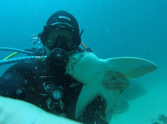 Эта акула обнимается с дайвером каждый раз, когда он спускается под воду 