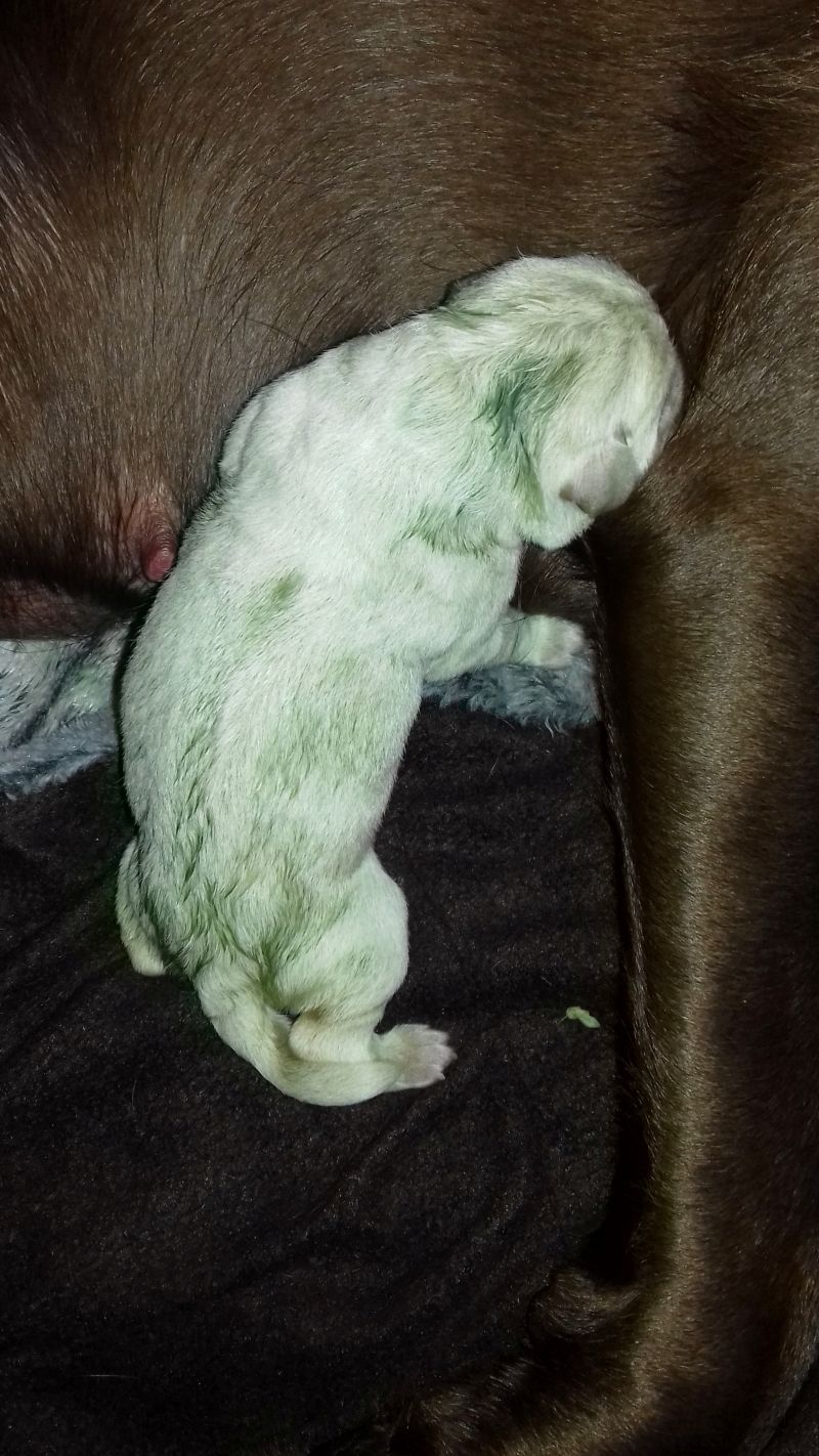 У самки лабрадора на свет появился зеленый щенок 