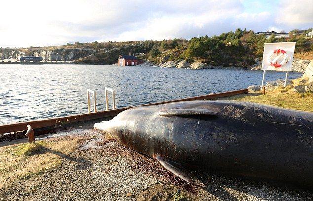 В желудке мертвого кита обнаружил склад пластиковых пакетов 