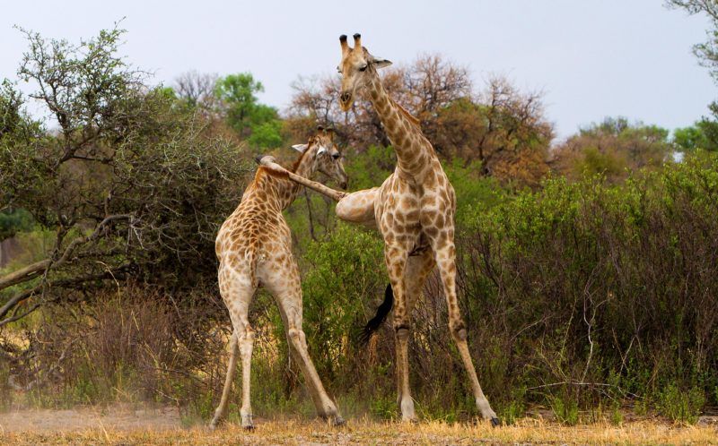 Кунг-фу жираф зарядил сопернику копытом в шею 