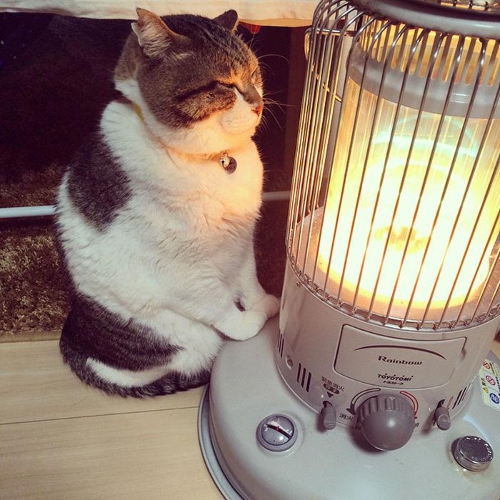 Этот смешной кот влюблённый в обогреватель холодной зимой сделает ваш день 