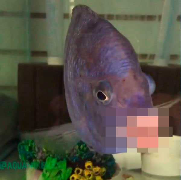 Рыба с человеческими губами 