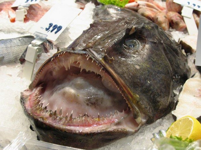 Дайте японцу рыбу-удильщика, стрим в Интернет, пару часов времени и он вас не разочарует