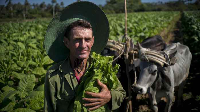 Портреты работников табачных плантаций Кубы