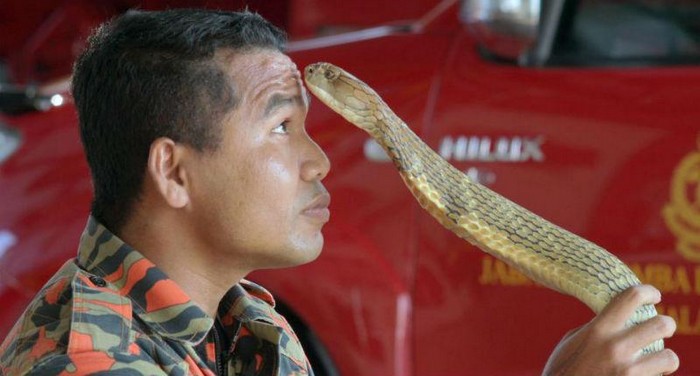Последний поцелуй кобры: самый знаменитый змеелов погиб от укуса кобры