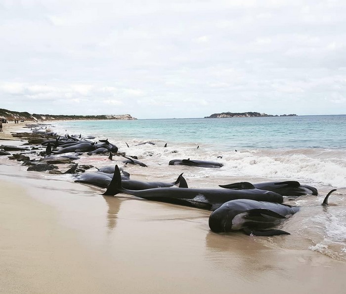 На западное побережье Австралии выбросились 150 дельфинов
