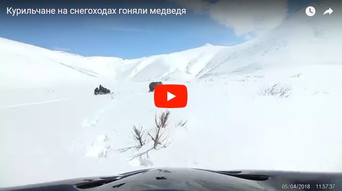 Курильские экстремалы на снегоходах устроили "гонки" за медведем