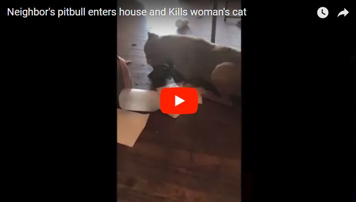 Соседский питбуль забежал в квартиру женщины-инвалида и съел ее любимую кошку