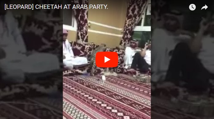Арабы веселятся на вечеринке с гепардом