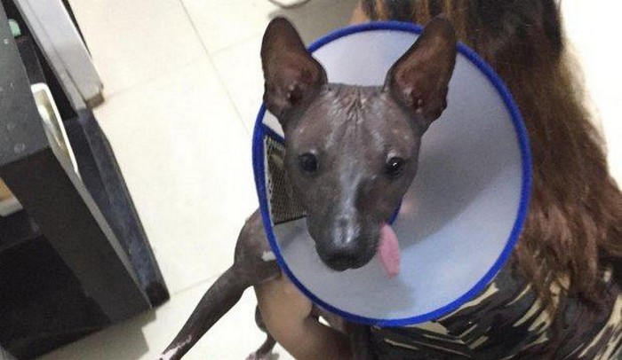 Facebook заблокировал фотографию щенка ксолоитцкуинтли