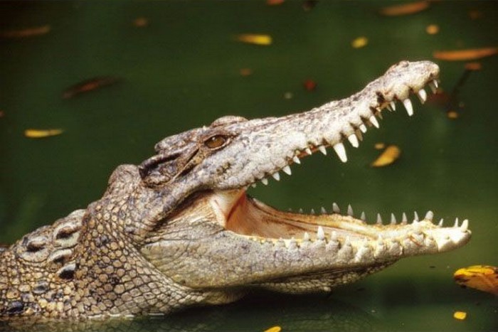Неизвестные ранее факты о крокодилах