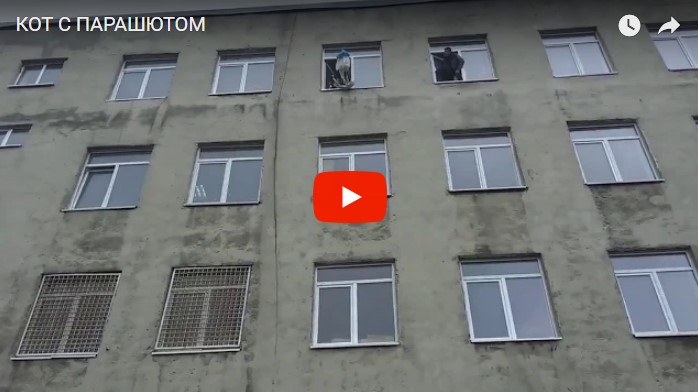 В Питере студенты выбросили в окно кота на парашюте