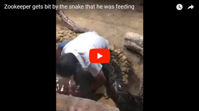 Служащий китайского зоопарка показал как действовать при нападении питона