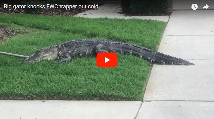Во Флориде аллигатор отправил в нокаут сотрудника полиции