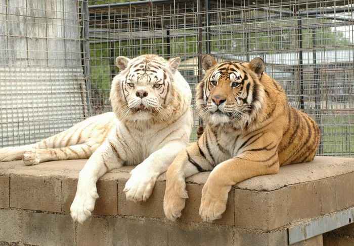 Белый тигр с синдромом Дауна это миф. Рассказываем почему