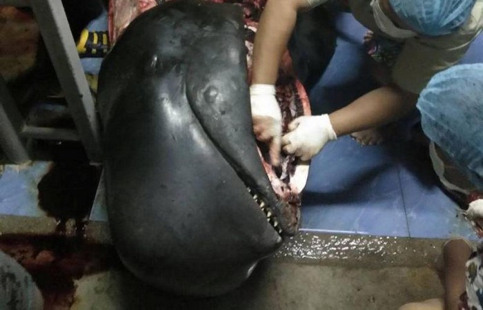 80 пластиковых пакетов убили кита