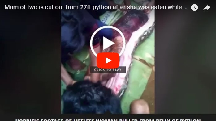 В Индонезии питон убил и съел женщину
