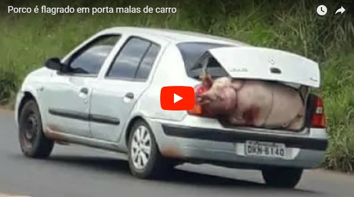 После аварии сотню поросят ловили вдоль бразильского шоссе